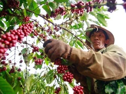 Giá nông sản hôm nay ngày 24/6/2025: Giá cà phê và hồ tiêu ổn định ở mức thấp